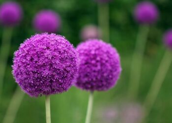 Top 7 Purple Flowers That Are Good For Gifting