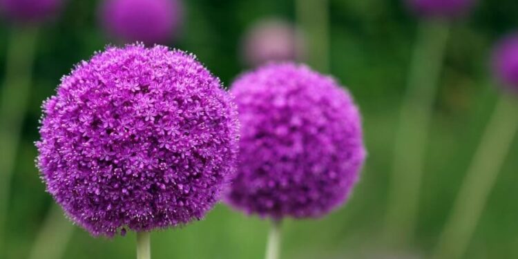 Top 7 Purple Flowers That Are Good For Gifting