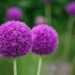 Top 7 Purple Flowers That Are Good For Gifting