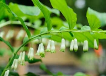 Understand Your Garden's Sun and You'll Know What to Plant Where