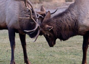 Native Wildlife in Colorado: A Complete Guide.
