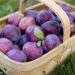 what are plums good for