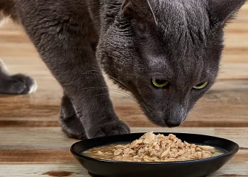 What is Cat food? | Top 4 Benefits of Low-Protein Cat Food