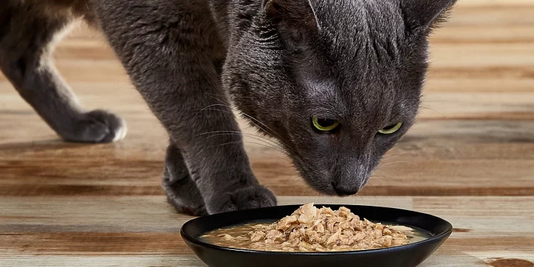 What is Cat food? | Top 4 Benefits of Low-Protein Cat Food