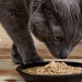 What is Cat food? | Top 4 Benefits of Low-Protein Cat Food