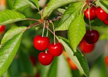 Fruit Trees That Love Shade